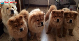 Vận chuyển thú cưng