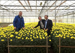 Exporting Dalat Hasfarms Fresh Flowers