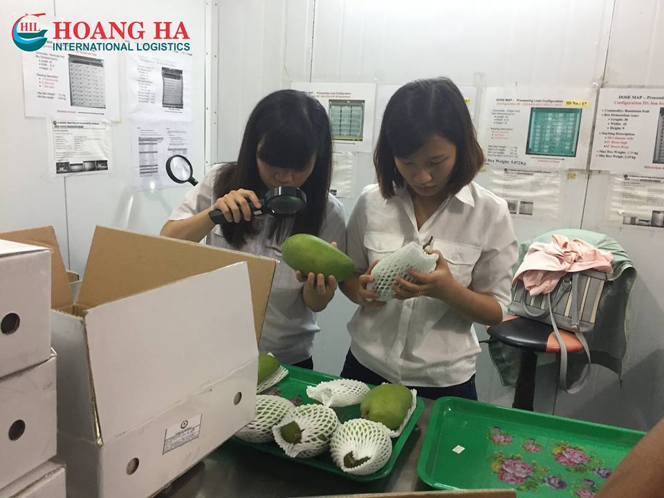 First Fresh Mango Batch Shipped Australia Hil