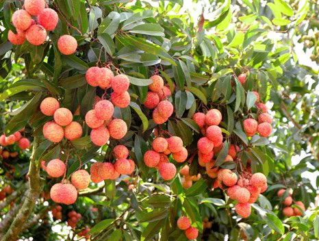 Vietnam Lychee Export
