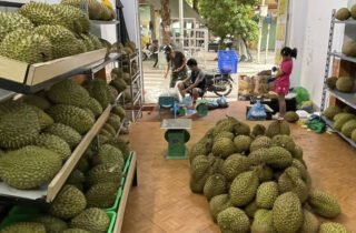 Vùng trồng sầu riêng đạt chuẩn xuất khẩu