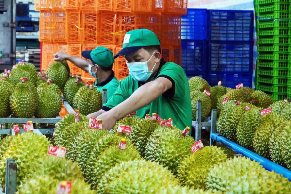 Sau Rieng Dong Lanh Xuat Khau Thong Tin Tieu Chuan Moi Nhat 2025 Sầu riêng đông lạnh xuất khẩu